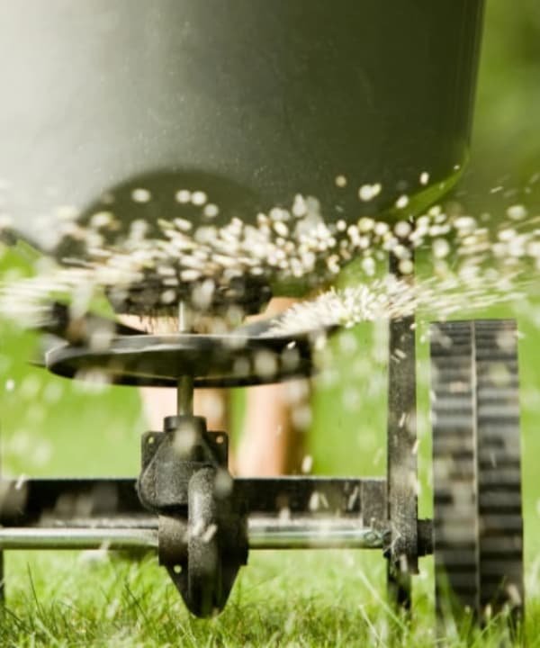 A person spreads fertilizer on the lawn using a spreader