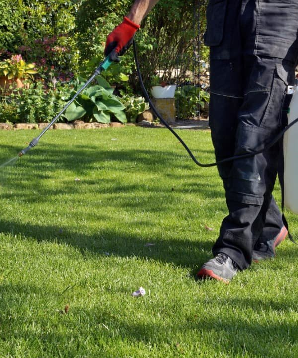 A man applying a liquid treatment to grass with a sprayer, focused on enhancing the health of the lawn